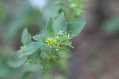 Acanthospermum hispidum